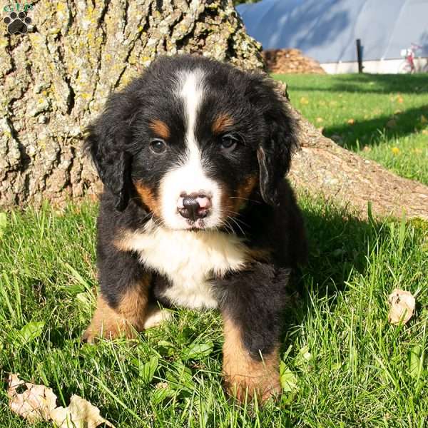 Mojo, Bernese Mountain Dog Puppy